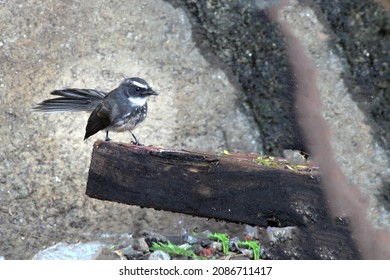 White Throated Fantail Bird Sitting On Branch.