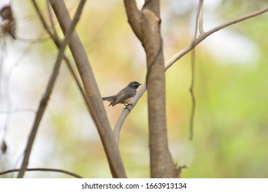 White Throated Fantail Insect Catcher 