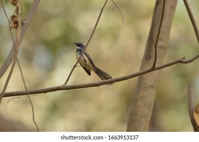 White Throated Fantail Insect Catcher 