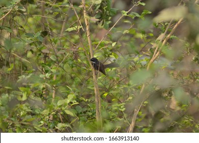 White Throated Fantail Insect Catcher 