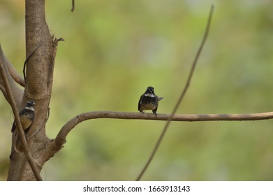 White Throated Fantail Insect Catcher 