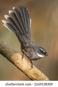 White Throated Fantail In Margalla Hills Islamabad 