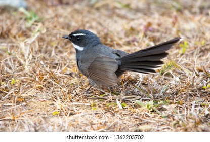 White Throated Fantail On Ground