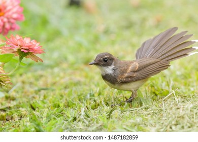 White Throated Fantail On Ground.