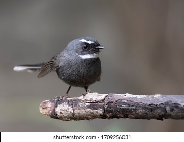 The White Throated Fantail On Perch 