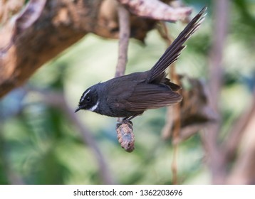 White Throated Fantail Perched