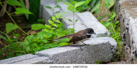 A White Throated Fantail Standing On The Brick