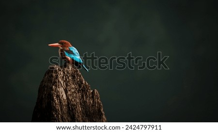 White Throated Kingfisher captured from a long distance using 300mm nikon lens