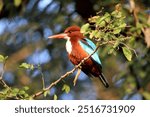 The white throated kingfisher enjoying sunbath