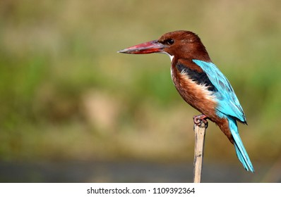 White Throated Kingfisher.  Masters of fishing.  Commonly seen in India. It is also State Bird of West Bengal.