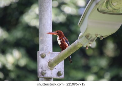 White Throated Kingfisher On A Lampost