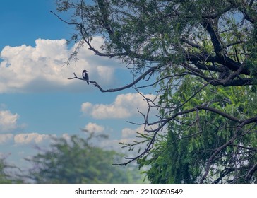 A White Throated Kingfisher Resting On A Tree