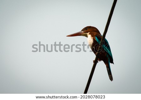 White Throated Kingfisher sitting on a wire . White background for writing quotes .