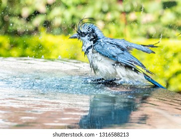 A White Throated Magpie Jay having a bath, splashing in a shallow infinity fountain at a vacation resort in Ocotal, Guanacasta, Costa Rica.
