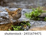White Throated Sparrow near a stream