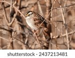 A white throated sparrow perched in a tree
