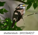 White throated Sparrow in the shadows.