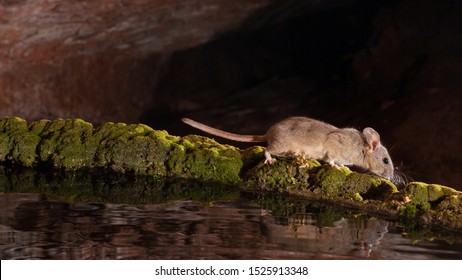 A White Throated Woodrat Or Pack Rat Walks Along The Rim Of A Moss Covered Water Tank.