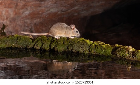 A White Throated Woodrat Or Pack Rat Sits On The Rim Of A Moss Covered Water Tank.