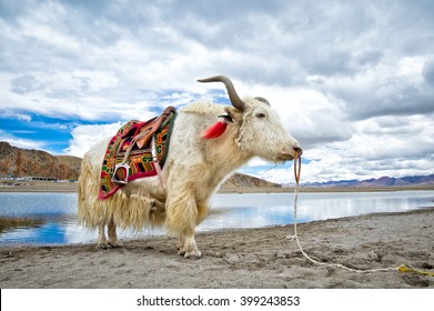 White Tibetan Yak