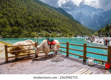 Yaks tibetanos blancos en