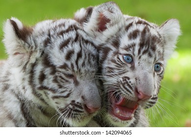 Photos Images Et Photographies De Stock De Bebe Tigre Blanc