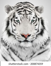 White Tiger