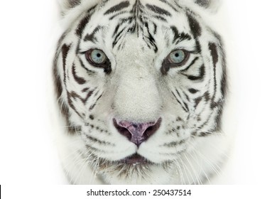 Tigre Blanc Images Photos Et Images Vectorielles De Stock Shutterstock