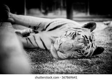 White tiger