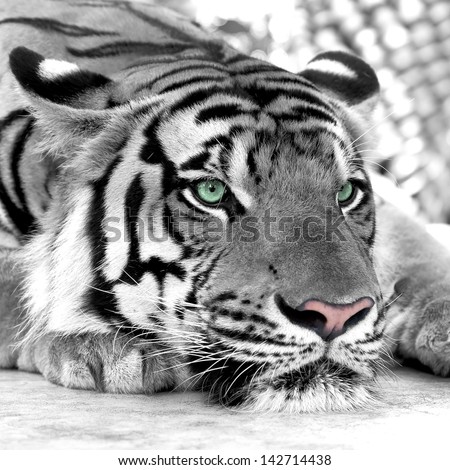 white tiger