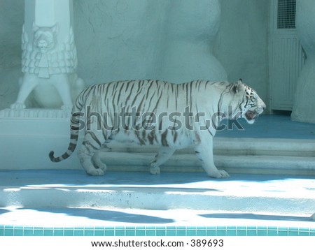 White tiger