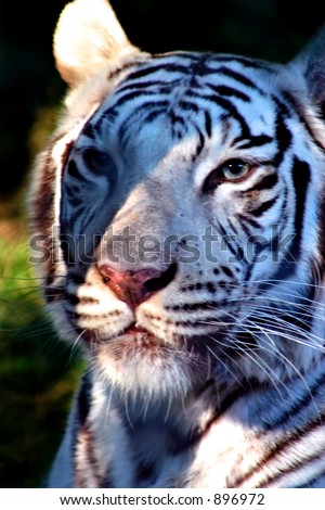 White Tiger