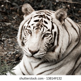 White Tiger At The Audubon Zoo