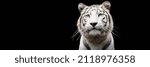 White Tiger with a black background