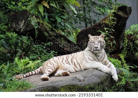 White tiger with black stripes laying down on rock deck in zoo with full size portrait, Bandung on July 23, 2022.