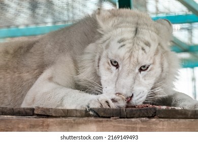 tigre blanco comiendo