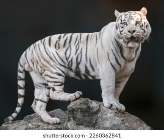 White tiger with black stripes standing on rock and roaring in powerful pose. Portrait with dark blurred background. Wild endangered animals, big cat
