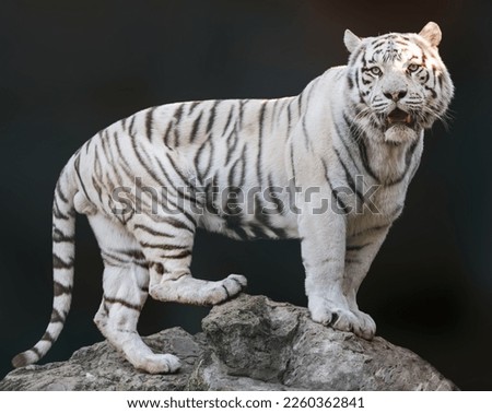White tiger with black stripes standing on rock and roaring in powerful pose. Portrait with dark blurred background. Wild endangered animals, big cat
