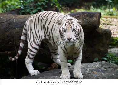 Tiger Green Eyes Stock Photo 1149656606 | Shutterstock