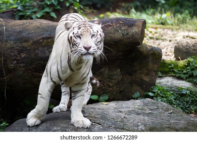 White Tiger Bleached Tiger Stock Photo 1266672289 | Shutterstock