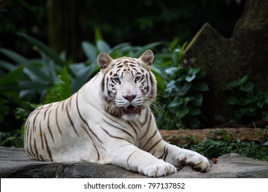 Tigre Blanc Images Stock Photos Vectors Shutterstock