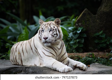 White tiger, bleached tiger