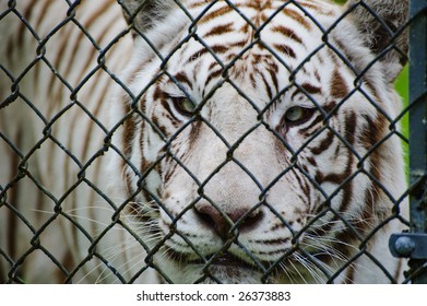 White tiger in captivity