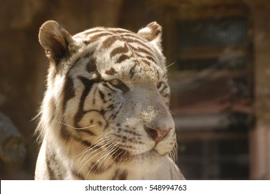 White tiger close up - Shutterstock ID 548994763