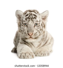 White Tiger cub (2 months) in front of a white background