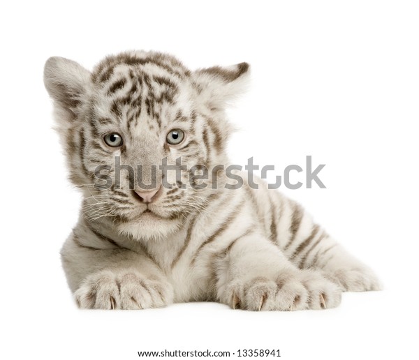 Bebe De Tigre Blanc 2 Mois Photo De Stock Modifiable