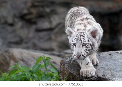 White Tiger Cub