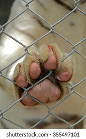 White Tiger Cub Foot Print In Cage