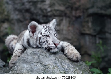 White Tiger Cub Resting