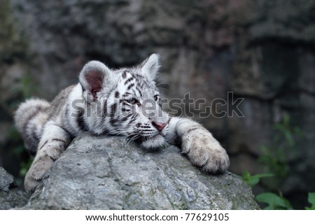 White tiger cub resting